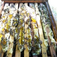 Чист натурален Пчелен мед в тенекии