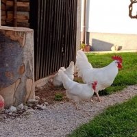 Разплодни яйца от Бял Легхорн, снимка 10 - Кокошки и пуйки - 39082321