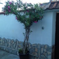 Зокум - различни цветове и размери, снимка 18 - Градински цветя и растения - 10969183