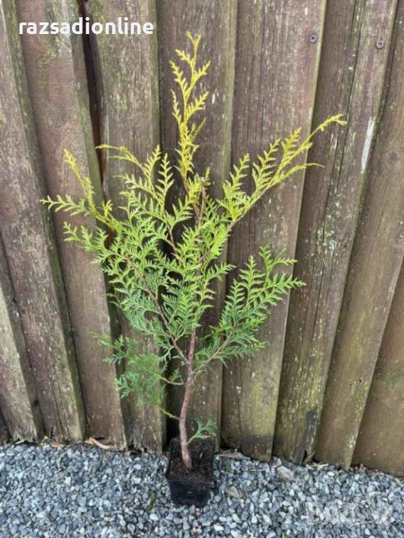 Туя Брабант (Тhuja occidentals Brabant) е вечнозелено растение с колоновидна форма. Има бърз растеж , снимка 1