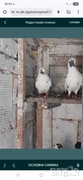 Гълъби арабски смеачи , снимка 1