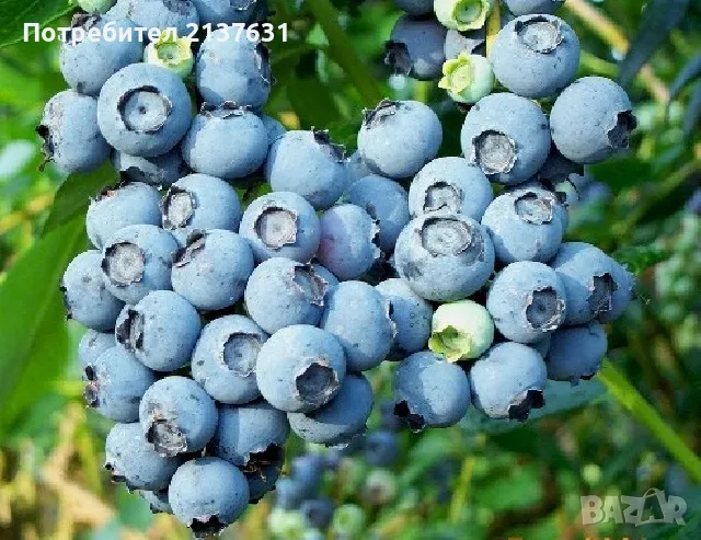  КАСИС , БОРОВИНКА , МАЛИНИ , ЯГОДИ каскадни и увивни , снимка 1