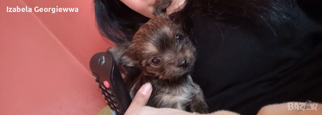 Продавам чистокръвен Йоркширски териер момче на 1 месец  , снимка 1