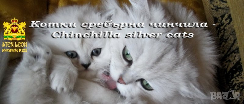 Котки Чинчила * Chinchilla Cats, безплатно посещение!, снимка 1