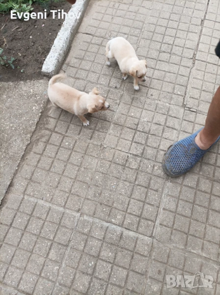 Мини пинчер, снимка 1