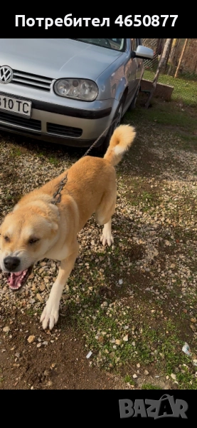 Свободна женска на 11 месеца, снимка 1