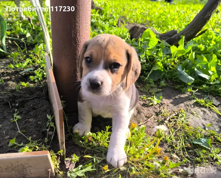 Бигъл, снимка 1