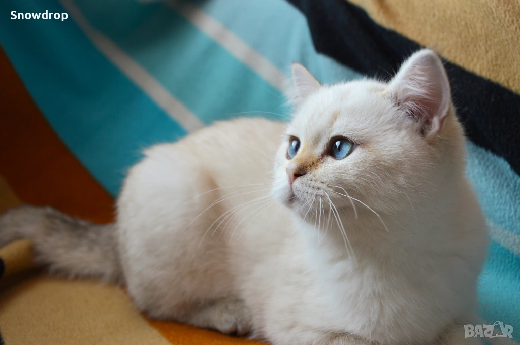 Сребърна чинчила, британска късокосместа, снимка 1