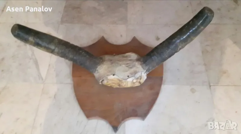 Рога от бик и крава, снимка 1