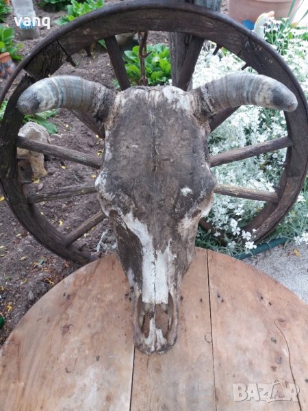 Рога с череп/трофей/, снимка 1