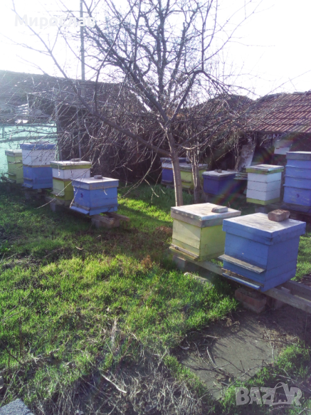 Кошери Дадан Блат с пчели - договаряне, снимка 1