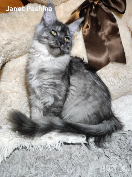 Мейн Кун чистокръвен , снимка 1