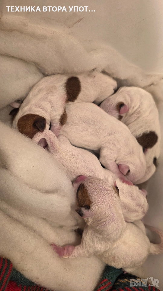 Джак ръсел териер родени на 29.11.25, снимка 1