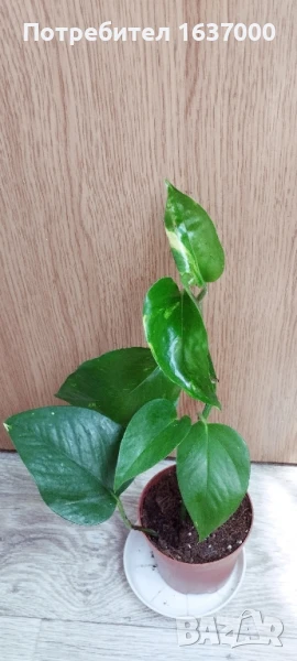 Епипремнум Aureum , снимка 1