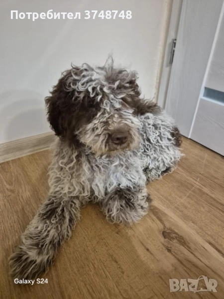 Куче за трюфели , снимка 1