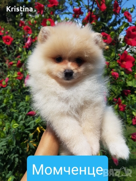 Померан померанче момченце Гр. София, снимка 1