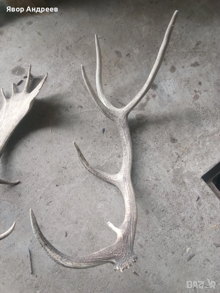 еленови рога, снимка 1