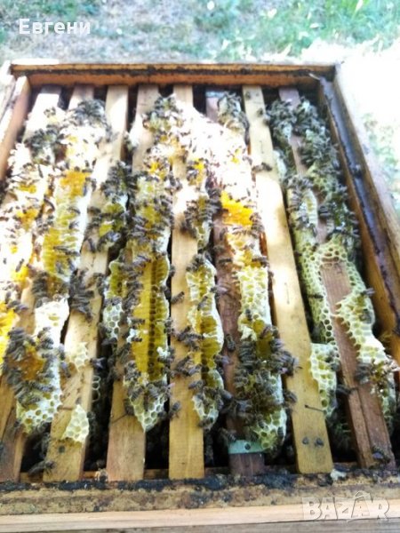 Чист натурален Пчелен мед в тенекии, снимка 1