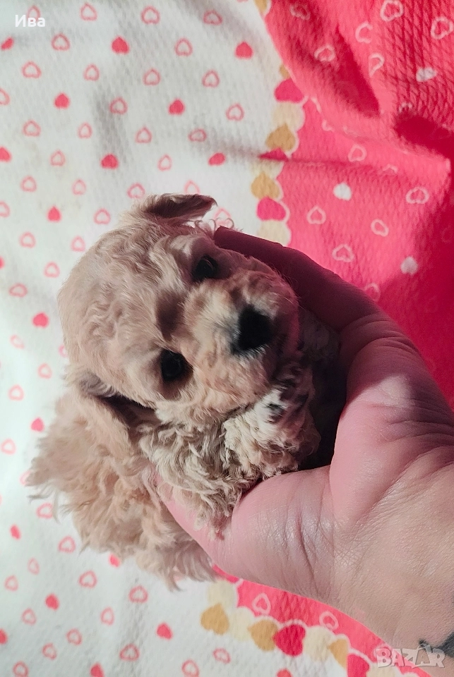 той пудел/пудел, снимка 1