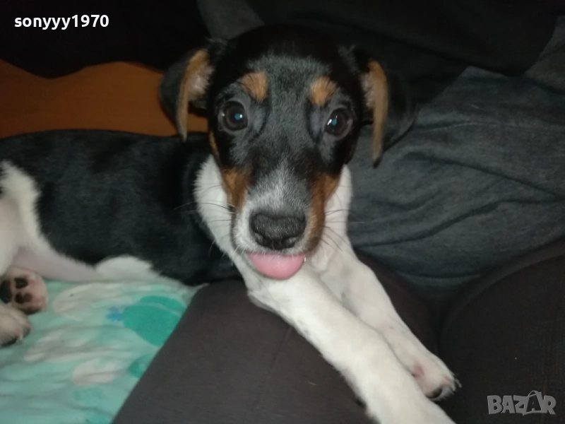 ДЖАК РЪСЕЛ-МОМИЧЕ С РОДОСЛОВИЕ ПАСПОРТ 0411252144, снимка 1