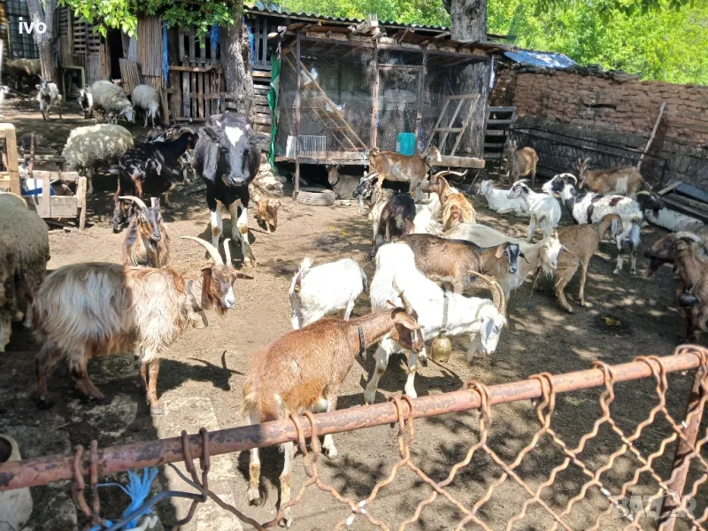 продават се 80 броя кози, снимка 1