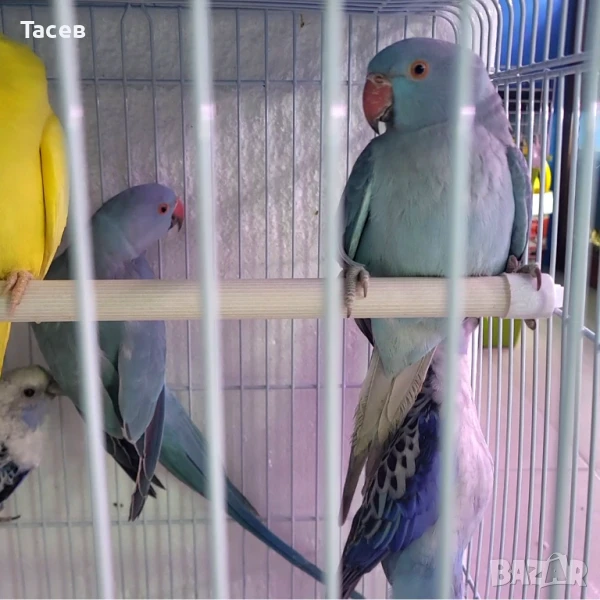 Малък александър, снимка 1