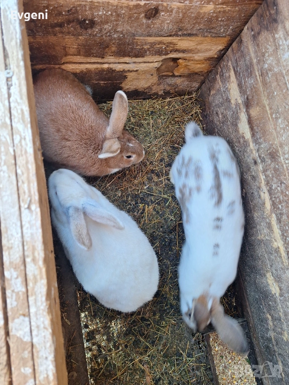 Зайци, снимка 1