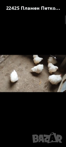 Продавам бял мини кохин 5+1, снимка 4 - други­ - 53523068