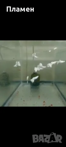 albino full platinum white 2 🤍, снимка 1