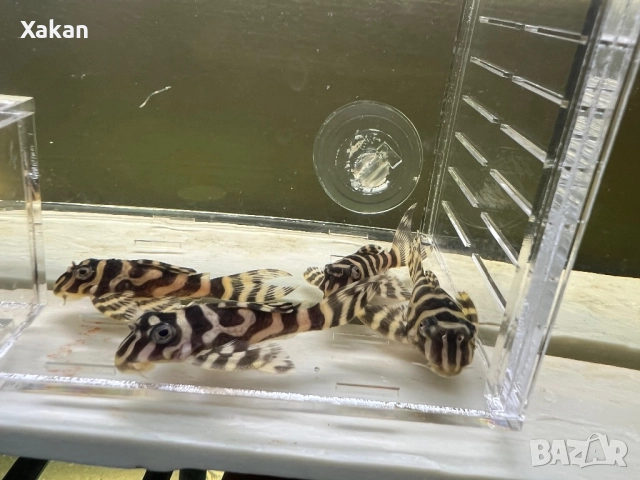 333-gold 3.5-4 см, снимка 4 - Рибки - 48769308