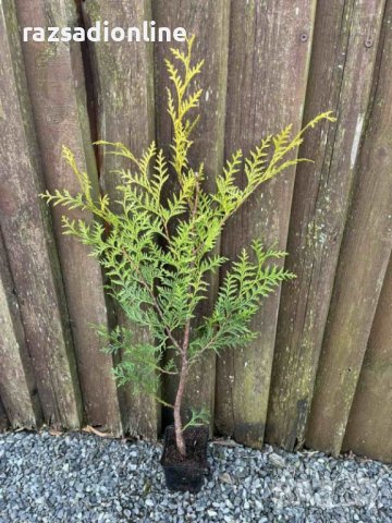 Туя Брабант (Тhuja occidentals Brabant) е вечнозелено растение с колоновидна форма. Има бърз растеж 