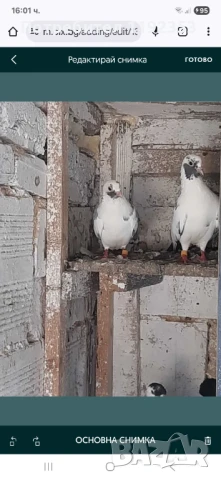 Гълъби арабски смеачи , снимка 1