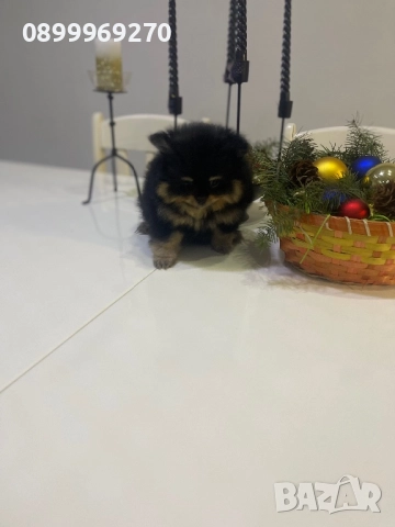 ПРОДАВАМ ПОМЕРАНЧЕТА, снимка 3 - Померан - 52582193
