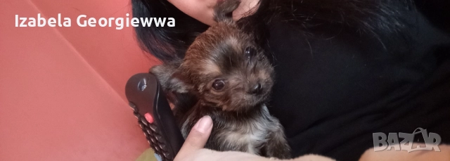 Продавам чистокръвен Йоркширски териер момче на 1 месец  