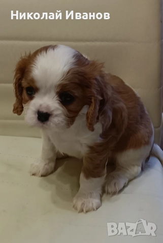 Кавалер Кинг Чарлз Шпаньол, снимка 6 - Кавалер кинг чарлз шпаньол - 52832398