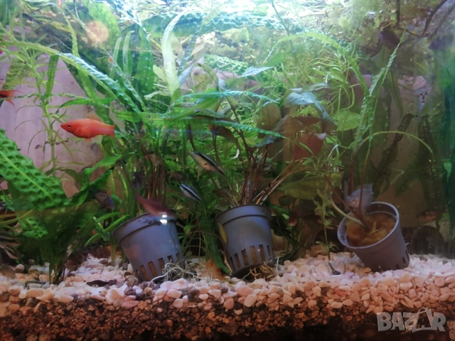 Продавам водни растения за аквариум, снимка 5 - Аквариуми - 52682599