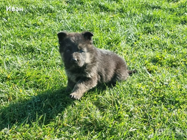 малки немски овчарки, снимка 3 - Немска овчарка - 52921710