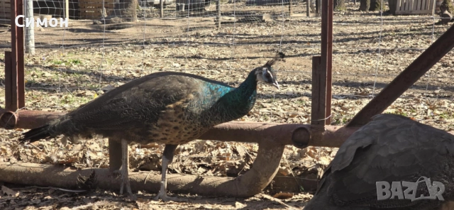 Пауни, снимка 2 - други­ - 51788218