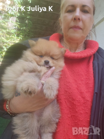 Уникални миниатюрни пухкави померани мини шпицове, снимка 5 - Померан - 49178159