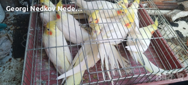 Продавам корели , снимка 2 - Папагали - 53386403