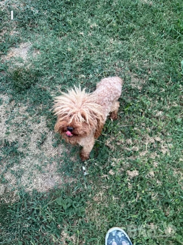 Той Пудел , снимка 4 - Пудели - 51161187