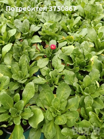 ❤️☀️❤️ Парички/Bellis/Tasso, снимка 11 - Градински цветя и растения - 52084828