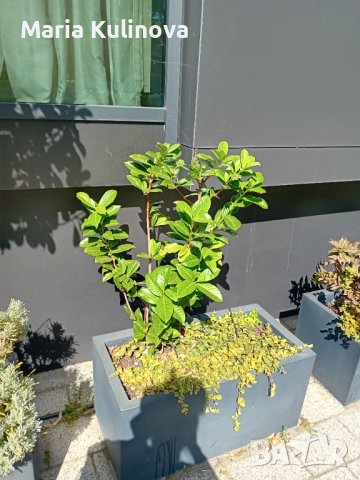 Лаврова вишна "Новита" в контейнер, снимка 1 - Градински цветя и растения - 42968208