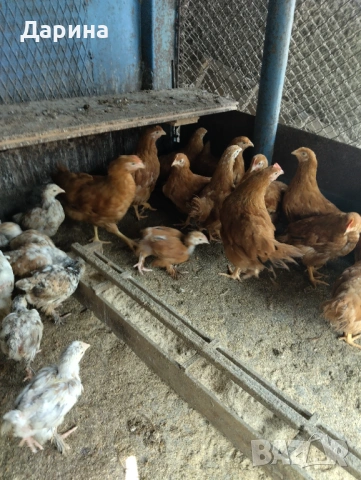 Пилета Ню Хемпшир и Кохин., снимка 5 - Кокошки и пуйки - 53394021