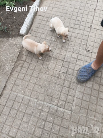 Мини пинчер, снимка 1