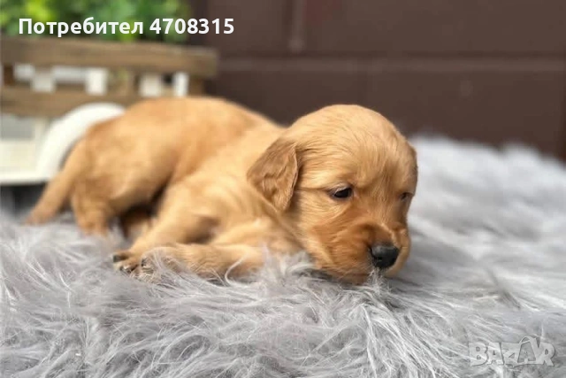 Голдън ретривър игриво момче родословен баща, снимка 6 - Голдън ретривър - 53579605