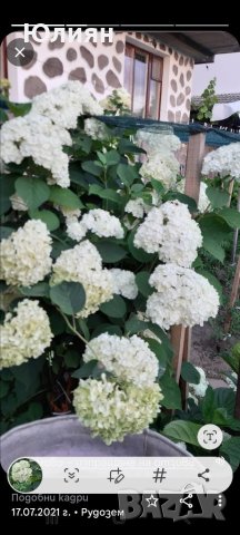 Хортензия, бяла  , снимка 5 - Градински цветя и растения - 40675393