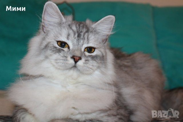 Сибирски  котенца Siberian  Cat, снимка 8 - Сибирски - 17543332
