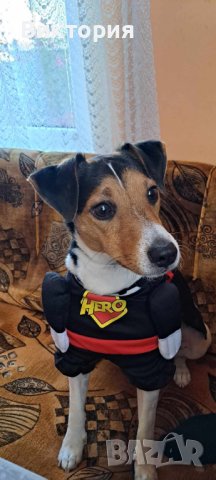 Весели дрешки за кучета- супергерои Superman/ Bathman /Wonder woman, снимка 18 - За кучета - 40685243