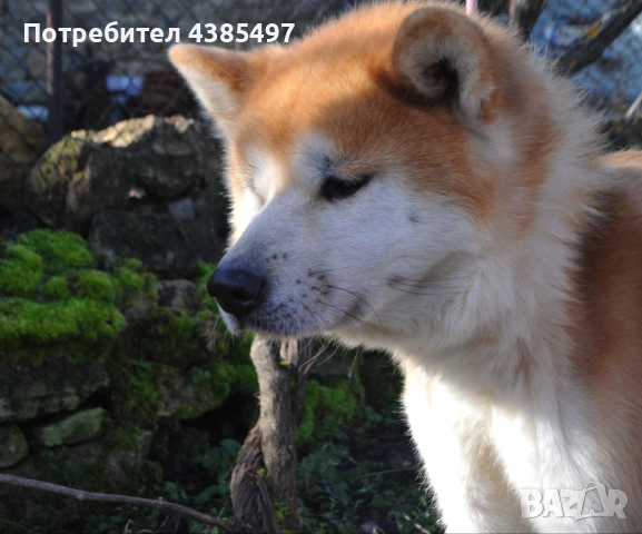 Мъжко Акита ину, снимка 3 - Акита - 53139835